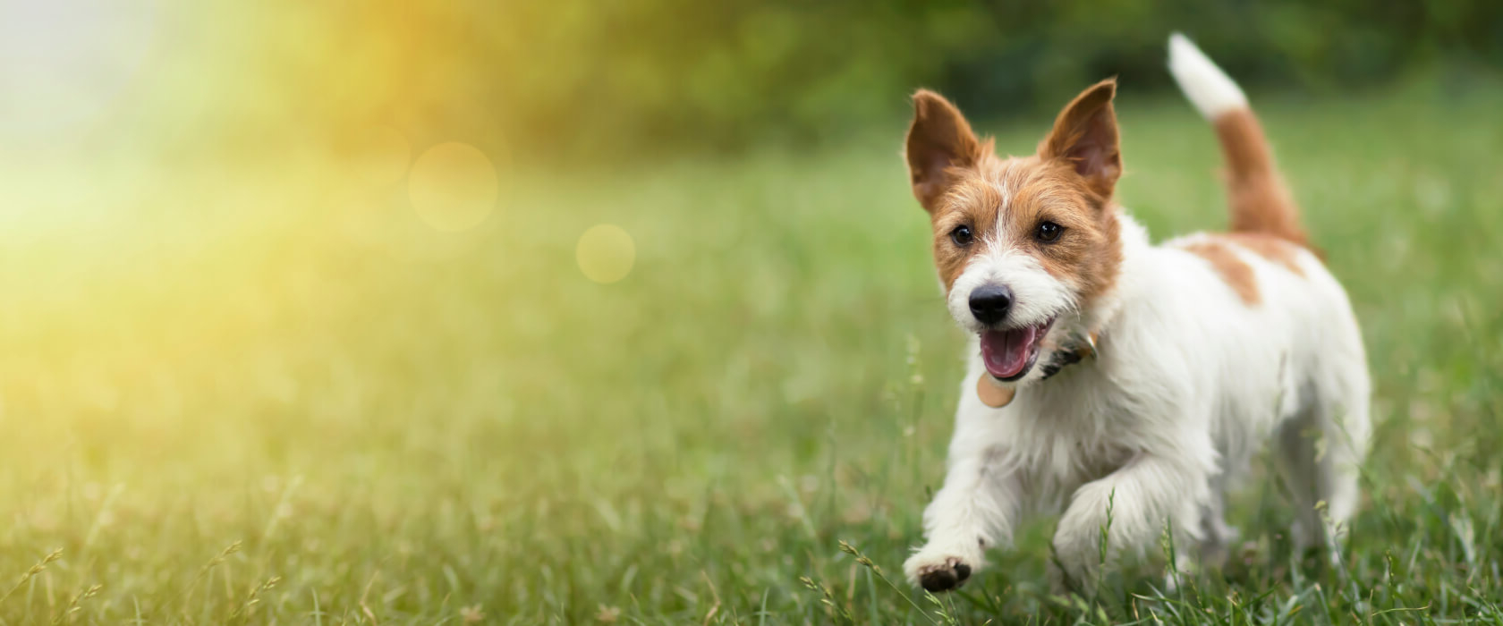 Was ist Hundekrankenversicherung?