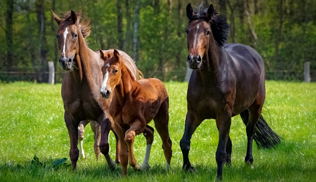 Pferde OP- und Krankenversicherung