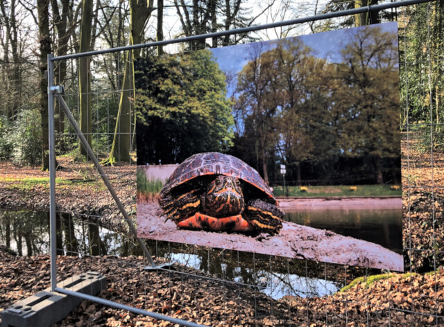 Rotwangenschmuckschildkröten, Düsseldorf