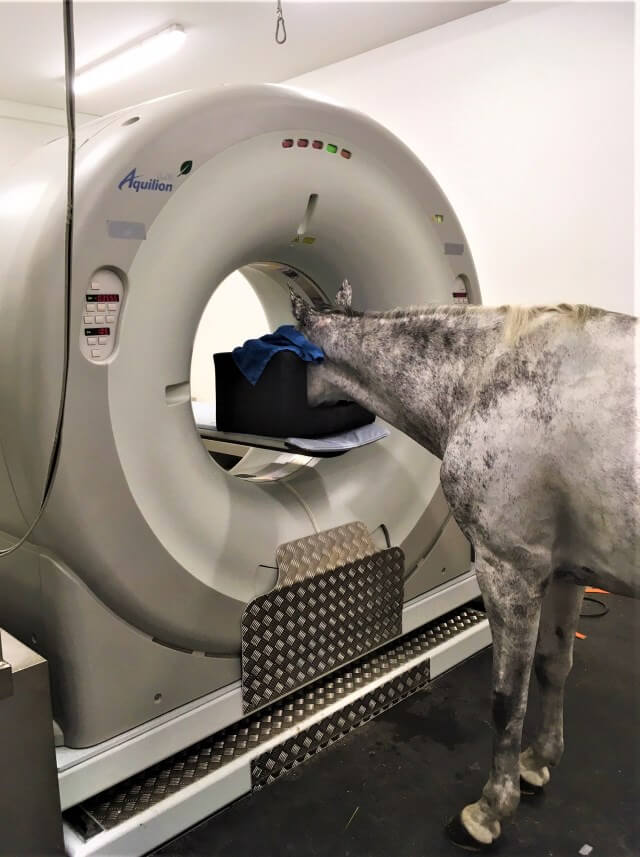 Stressfreie CT-Untersuchung im Stehen für Pferde