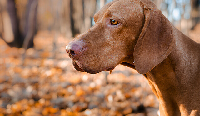 Jagdhund im Wald