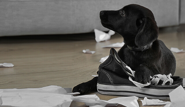 Hund mit Papierfetzen und Sneaker