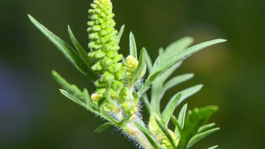 Eine Ambrosia-Blüte vor einem dunklen Hintergrund