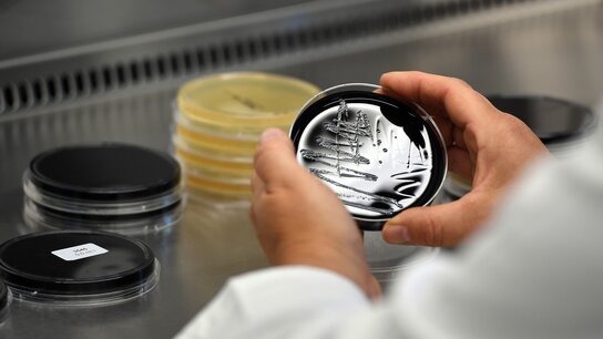 Wissenschaftler hält eine Petri-Schale mit schwarzen Proben, während im Hintergrund weitere Schalen sichtbar sind.