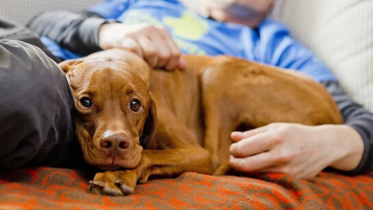 Ein Mann liegt mit einem braunen Hund auf dem Sofa und streichelt diesen liebevoll.