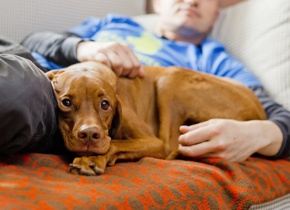 Ein Mann liegt mit einem braunen Hund auf dem Sofa und streichelt diesen liebevoll.