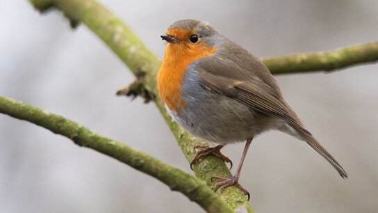 Ein Rotkehlchen sitzt auf einem Ast und blickt aufmerksam in die Kamera. Sein Gefieder ist grau und orange.