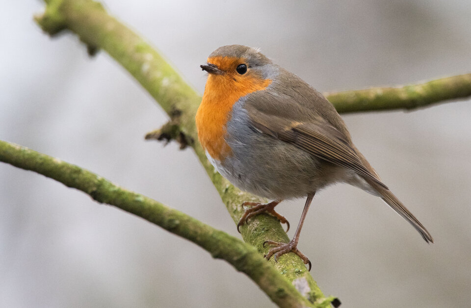 Ein Rotkehlchen sitzt auf einem Ast und blickt aufmerksam in die Kamera. Sein Gefieder ist grau und orange.