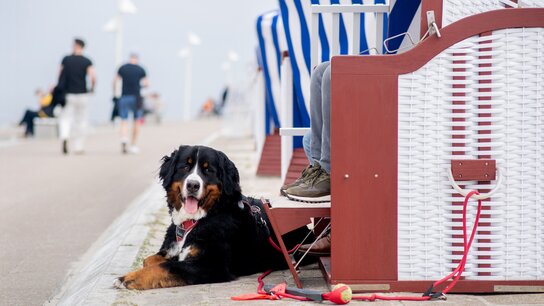 Ein Berner Sennenhund liegt entspannt neben einem Strandkorb, während Passanten im Hintergrund unterwegs sind.