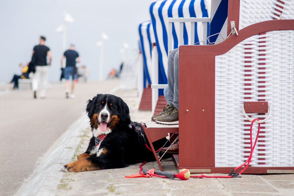 Ein Berner Sennenhund liegt entspannt neben einem Strandkorb, während Passanten im Hintergrund unterwegs sind.