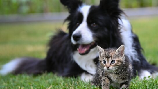 Border Collie liegt lächelnd im Hintergrund, während ein kleines Kätzchen neugierig im Vordergrund herumläuft.
