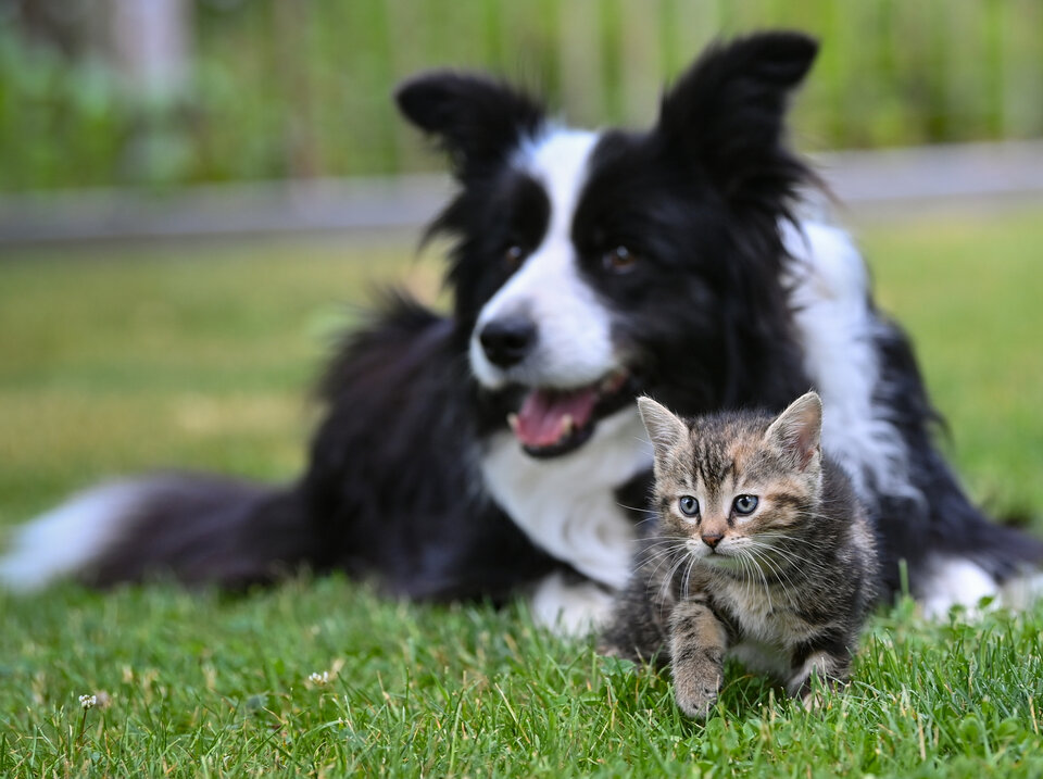 Border Collie liegt lächelnd im Hintergrund, während ein kleines Kätzchen neugierig im Vordergrund herumläuft.