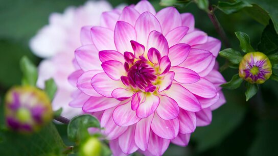 Eine rosa-weiße Dahlien-Blüte, wo links und rechts daneben noch geschlossene Knospen zu sehen sind