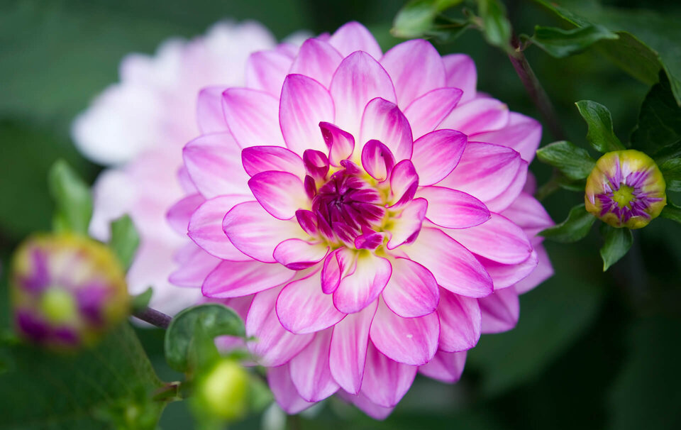 Eine rosa-weiße Dahlien-Blüte, wo links und rechts daneben noch geschlossene Knospen zu sehen sind