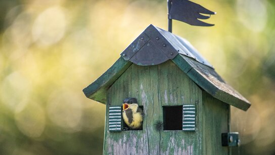 Ein kleiner gelb-schwarzer Vogel gut aus einem Vogelhaus mit zwei EIngängen. Oben auf dem Haus ist eine kleine Fahne.