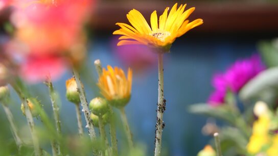 Leuchtend gelbe Blume in einem bunten Blumenbeet mit verschwommenen, farbenfrohen Blüten im Hintergrund.