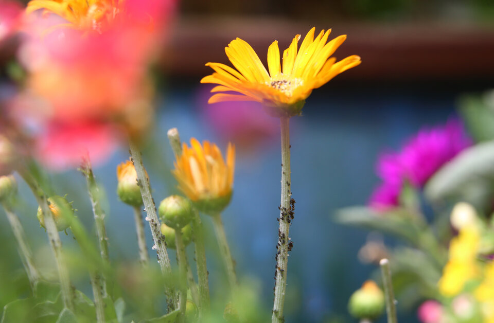 Leuchtend gelbe Blume in einem bunten Blumenbeet mit verschwommenen, farbenfrohen Blüten im Hintergrund.