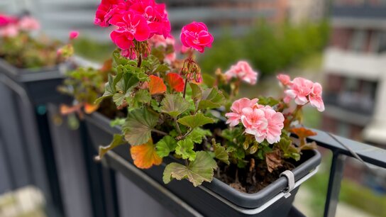 Balkonblumen mit leuchtend roten und pinken Geranien in Blumenkästen, im Hintergrund moderne Gebäude.