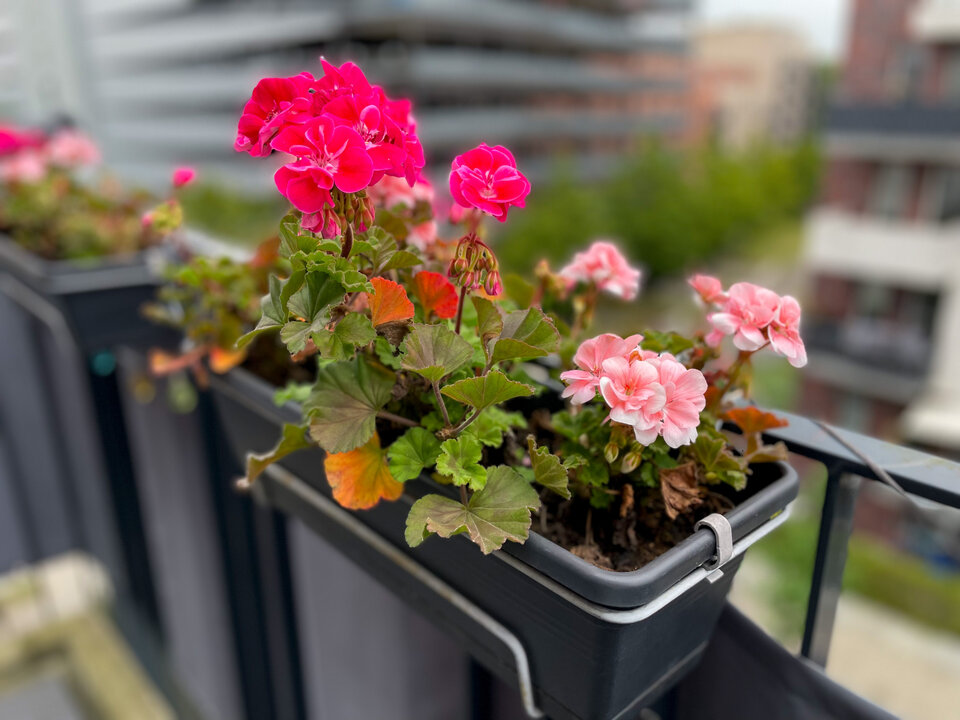 Balkonblumen mit leuchtend roten und pinken Geranien in Blumenkästen, im Hintergrund moderne Gebäude.