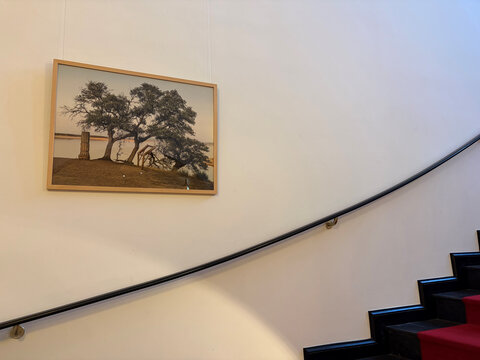Ein gerahmtes Kunstwerk mit einem Baum auf einer leicht abfallenden Landschaft, hängt an einer Wand entlang einer geschwungenen Treppe.
