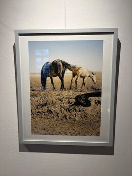 Zwei Pferde stehen auf einer kargen Landschaft und fressen an den Wurzeln des Bodens. Im Hintergrund ist eine Trockenheit sichtbar.