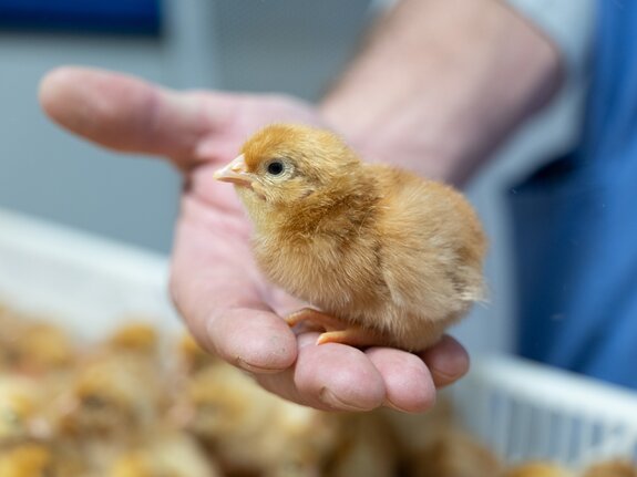 Ein Küken sitzt in einer offenen Hand, umgeben von weiteren Küken in einem Behälter.
